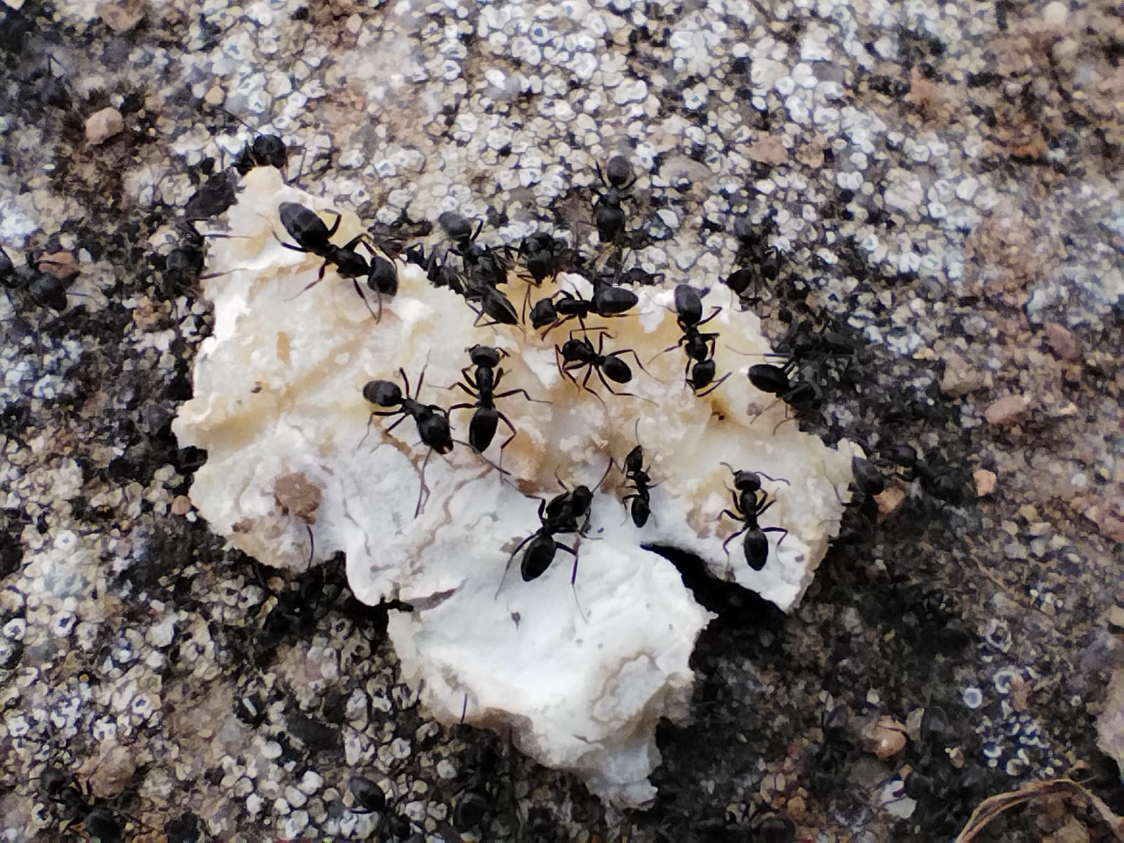 Fourmis invasives